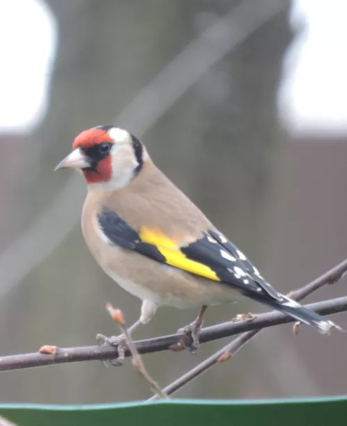 Lieux d'Accueil Parents Enfants 
